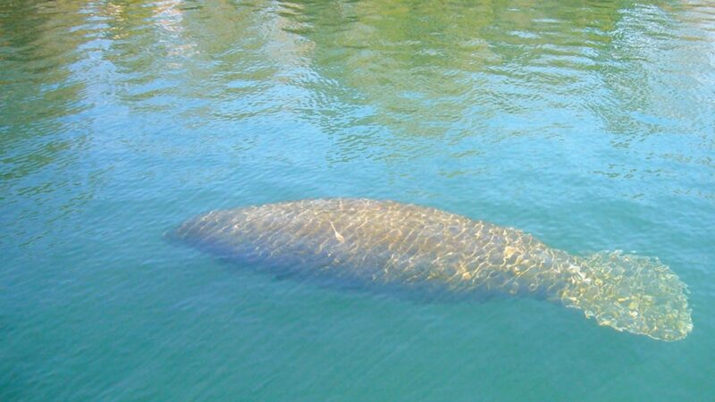 The Chesapeake Bay is warming, attracting threatened manatees – Outdoor News