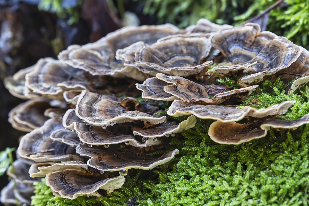 easiest-mushrooms-to-forage-in-november