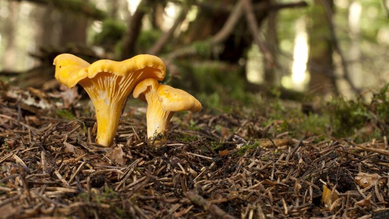 The Easiest Mushrooms to Forage in November