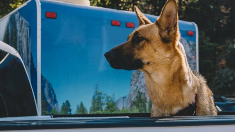 The Unspoken Rules Of RV Camping With Dogs: What You Should Know
