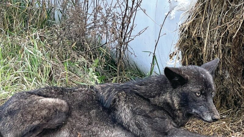 Trapper in Wisconsin’s Price County catches and releases three wolves – Outdoor News