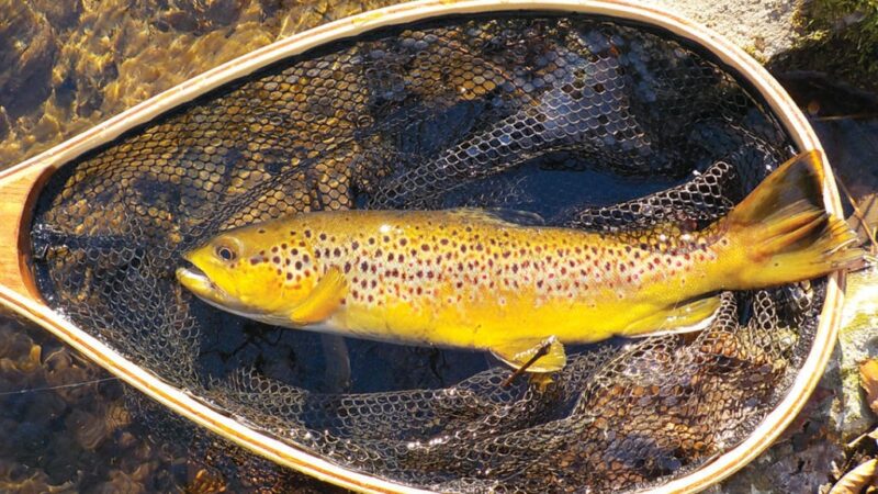 Trout Run/Siewers Spring project aims to reduce stream pollution in one of Iowa’s top trout fisheries – Outdoor News