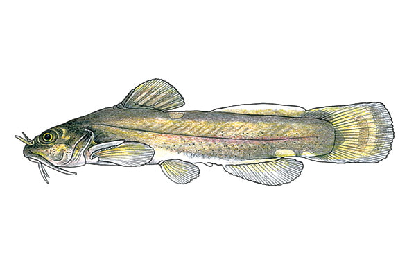 U.S. Fish and Wildlife Service declares Scioto madtom, a fish native to Ohio, extinct – Outdoor News