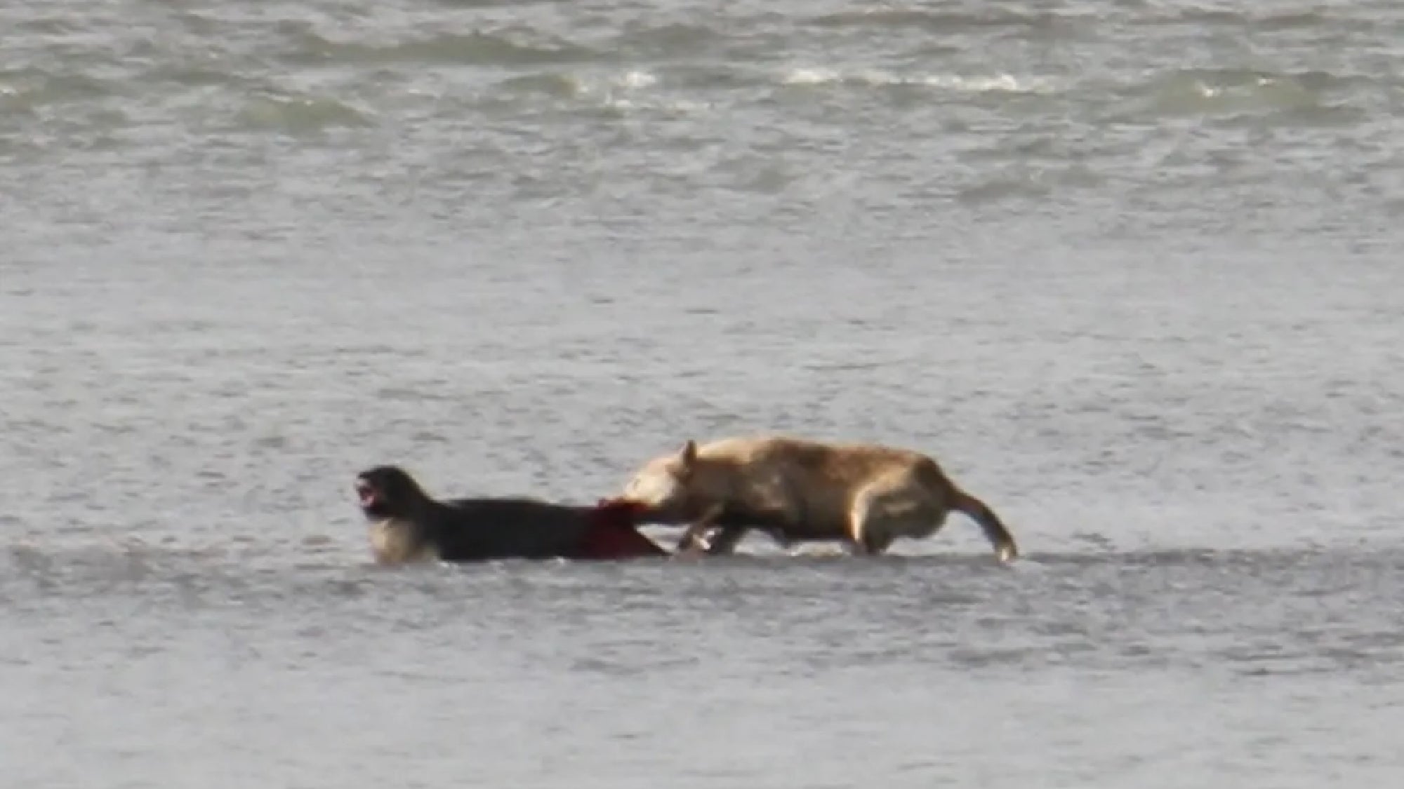 wolf attacking seal in alaska