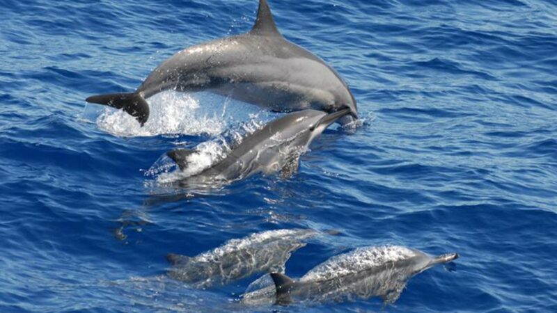 WATCH: A Megapod of Spinner Dolphins Displays Jaw-Dropping Acrobatics 