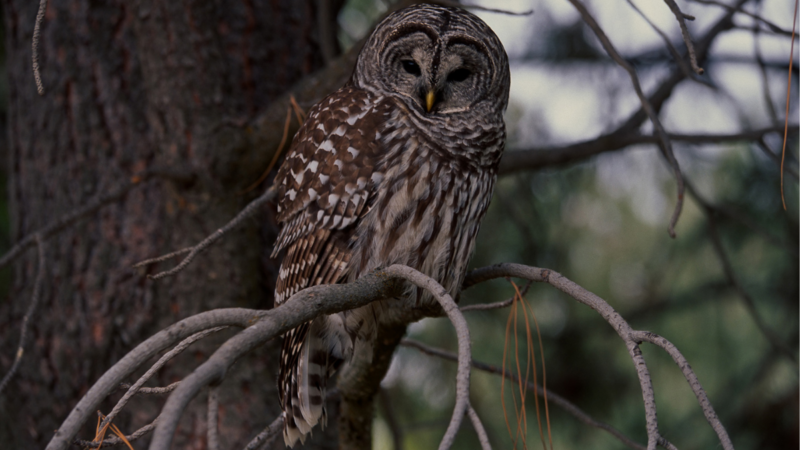 Watch an Owl and Hunter Surprise Each Other as They Search for Prey