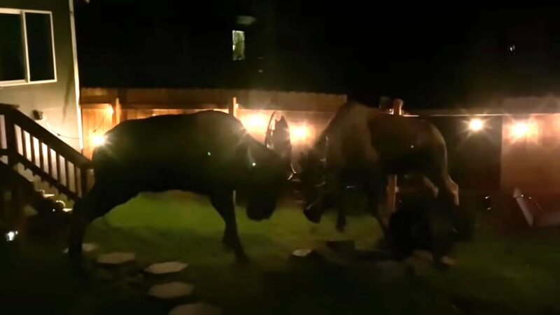 Watch: Front Yard Moose Brawl Ends with Broken Fence, Major Damage