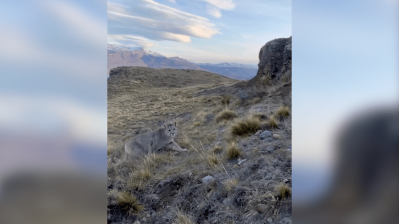 WATCH: Wildlife Photographer Keeps His Cool While Puma Stalks Him