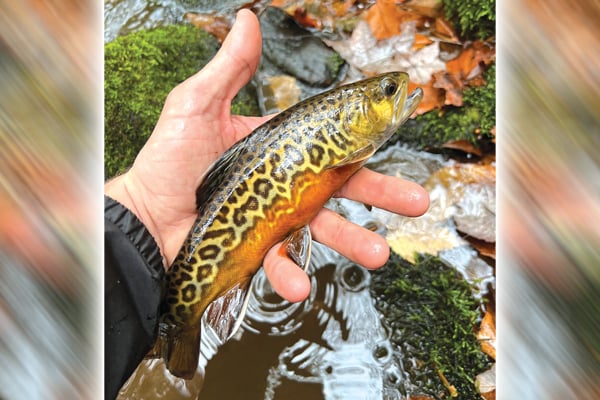 Western Pennsylvania friends go on 2-year wild-trout quest – Outdoor News
