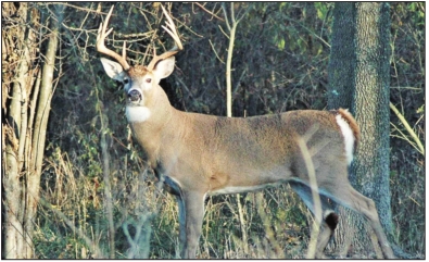 What can we learn from whitetail scrape sites? – Outdoor News