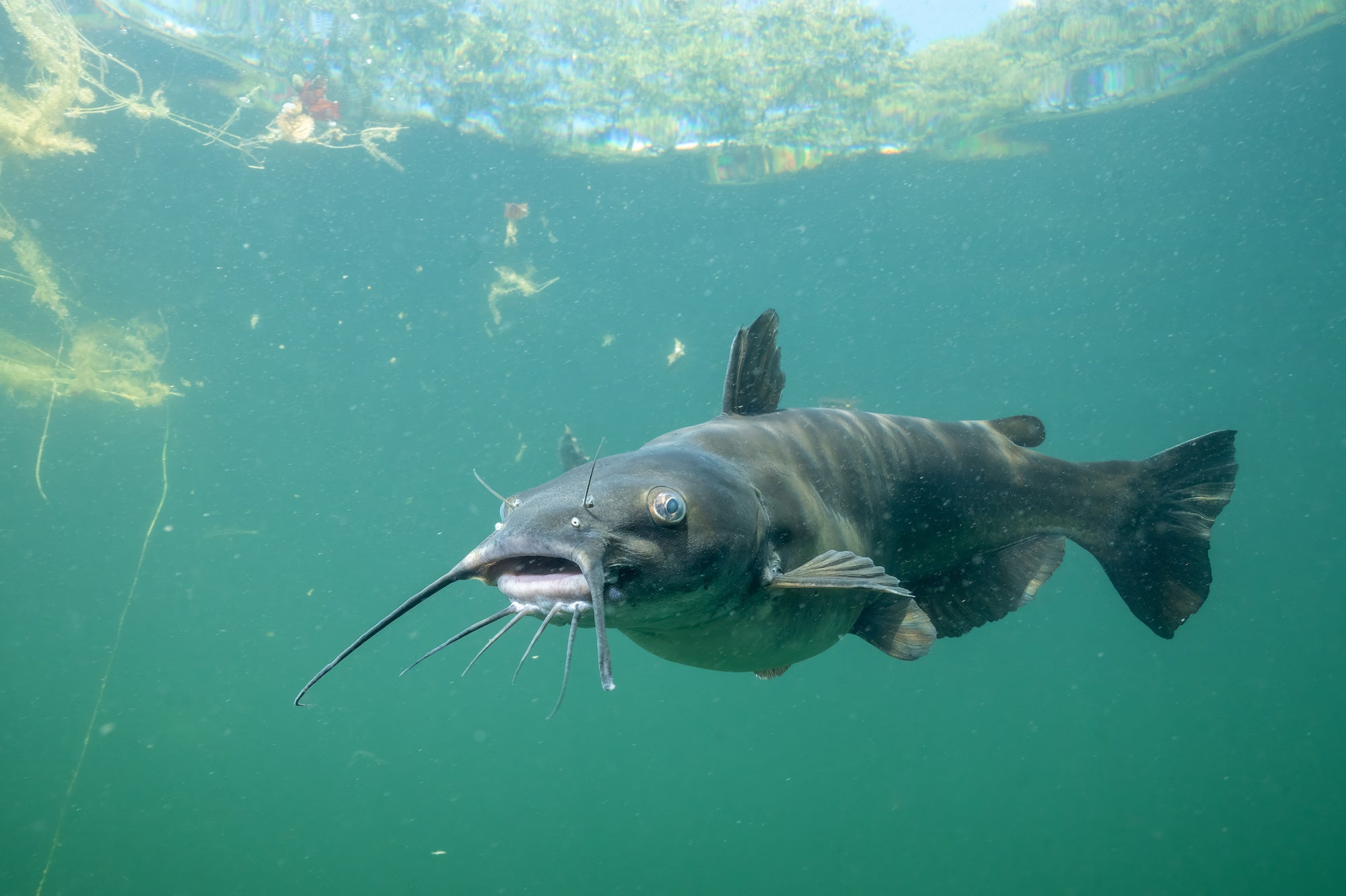 All members of the catfish family, including channel cats (pictured), have barbels around their mouths that they use to find food.