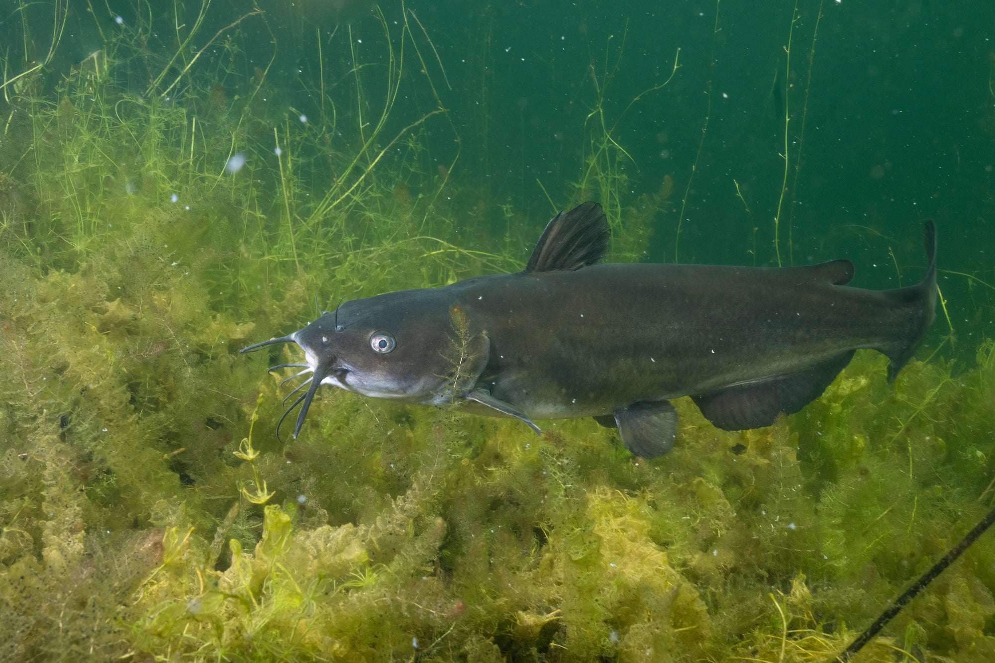 More often than not, catfish are found on or near the bottom of waterbodies.
