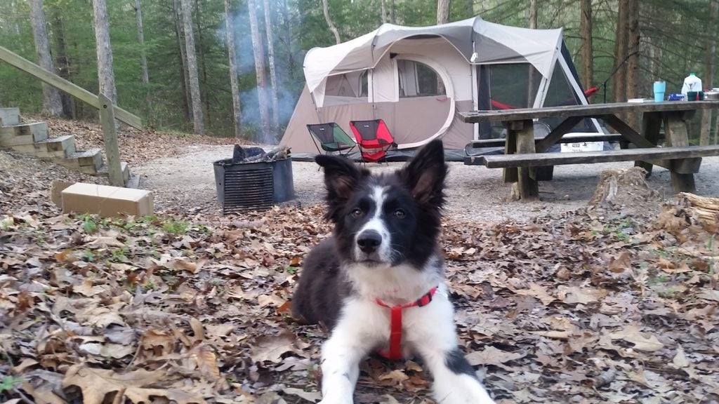 black and white dog in the foreground of a koomer ridge campsite in the fall