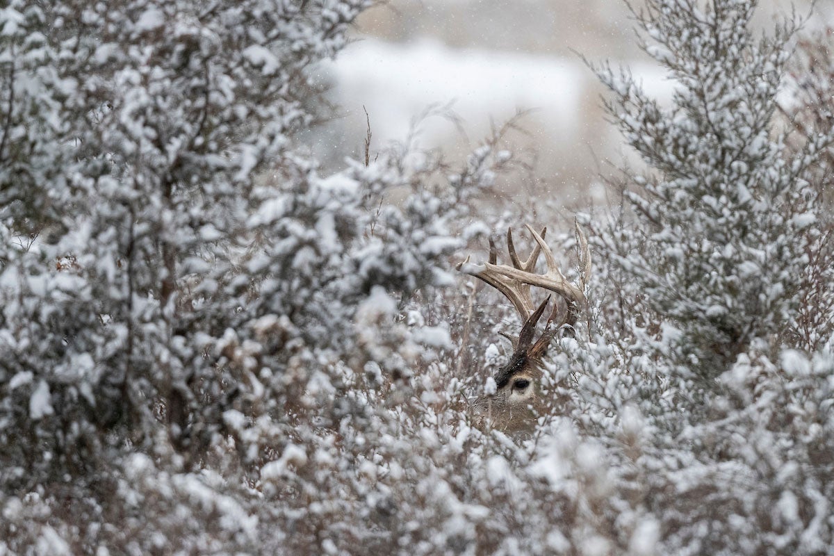 late season buck