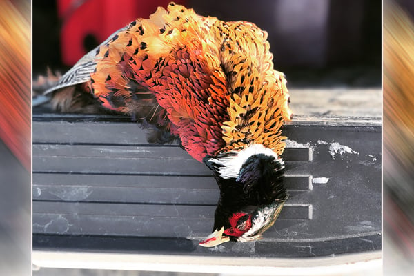 WI Daily Update: A pheasant-hunting dilemma – Outdoor News
