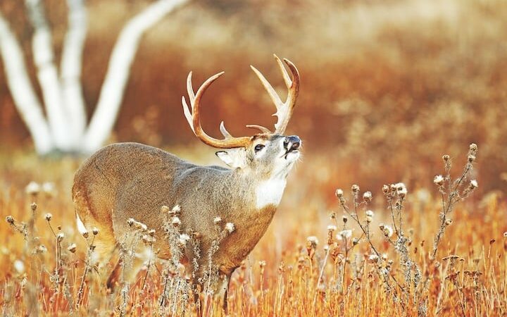 WI Daily Update: Bucks on the move – Outdoor News