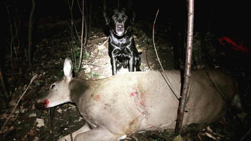 WI Daily Update: Dog tracker explains the mistake hunters make after pulling the trigger on a deer – Outdoor News