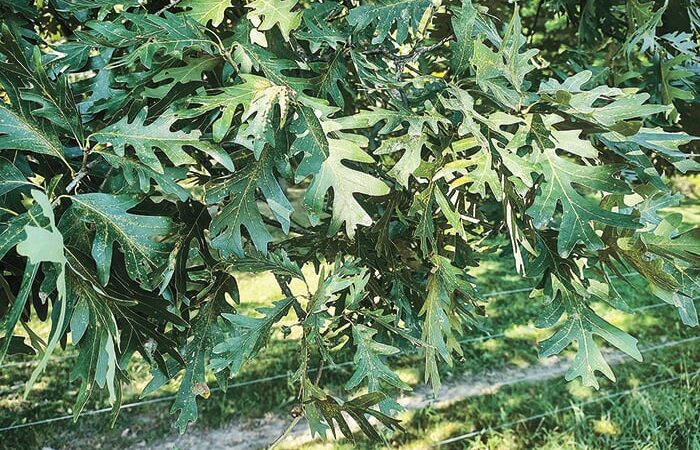 WI Daily Update: Managing oak wilt – Outdoor News