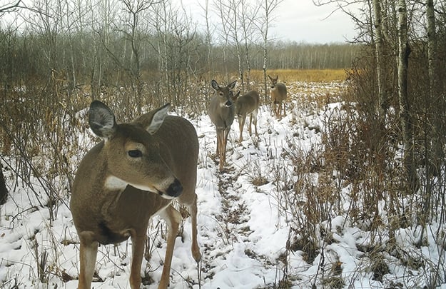 WI Daily Update: Muzzleloaders have come a long way – Outdoor News