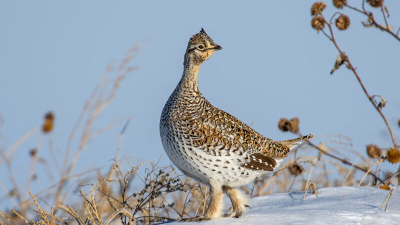 WI Daily Update: Public meeting set to discuss sharptail grouse management – Outdoor News