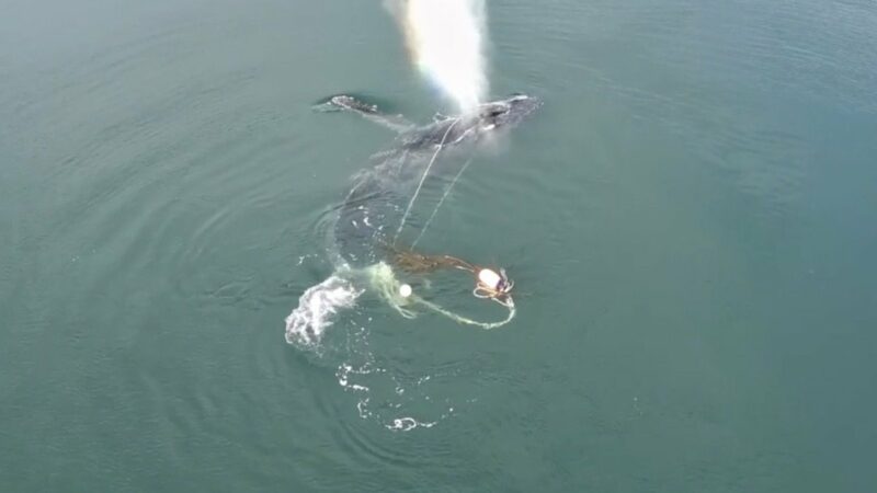 Wildlife Officials Come to a Young Humpback Whale’s Rescue in Alaska