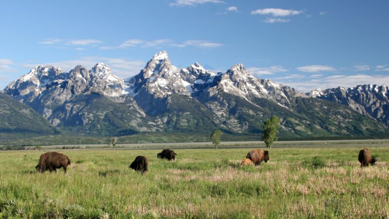 Wyoming Wants to Sell 640 Acres Inside Grand Teton National Park