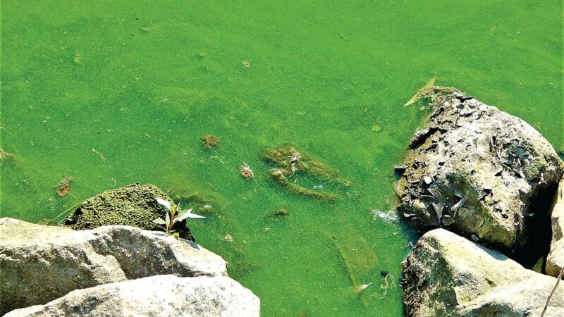 Year’s final algae bloom assessment on Western Basin of Lake Erie rated as moderately severe – Outdoor News