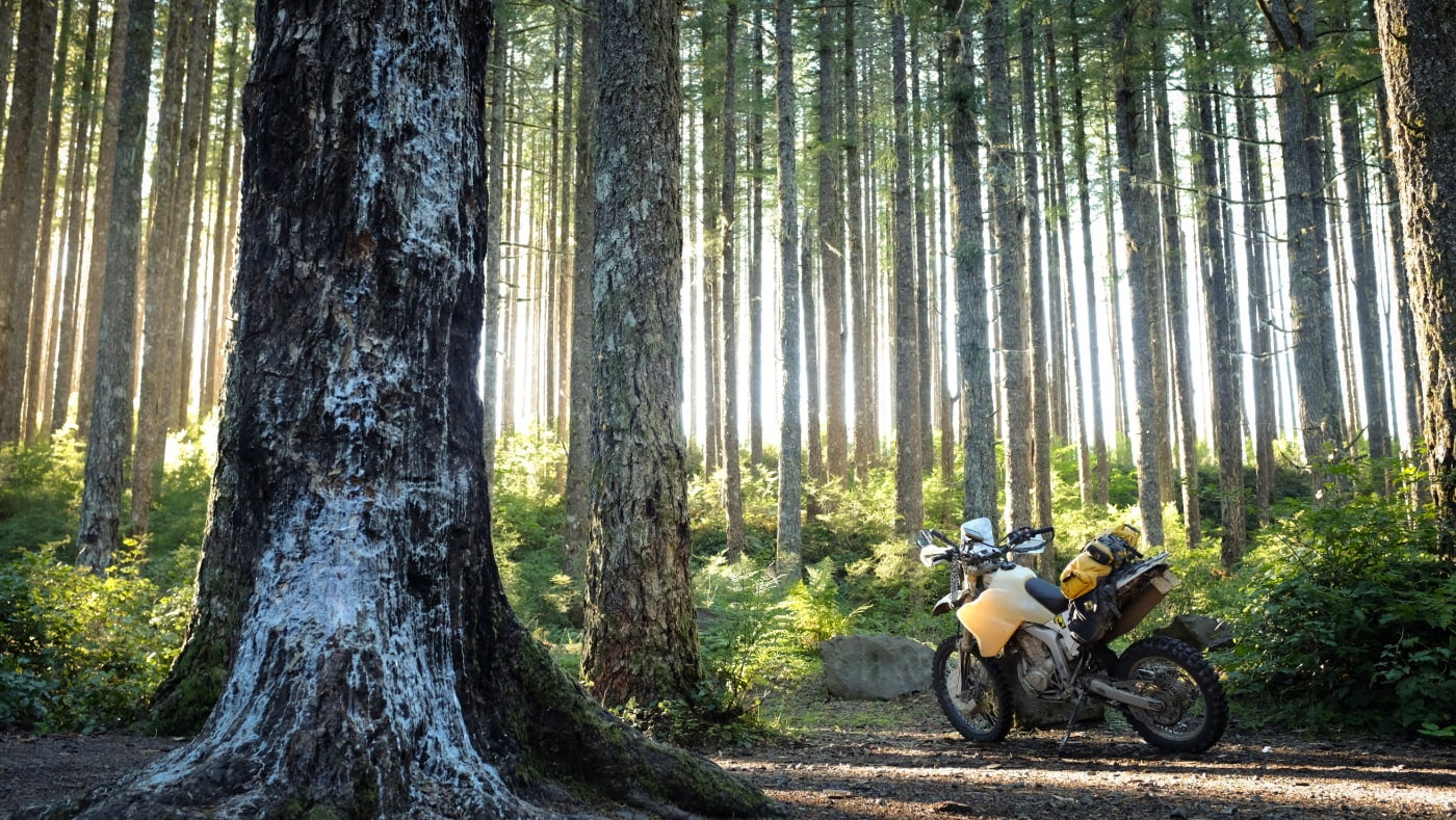 A yellow and white dirt bike rests in the center of an evergreen forest covered with ferns and illuminated by sunlight.