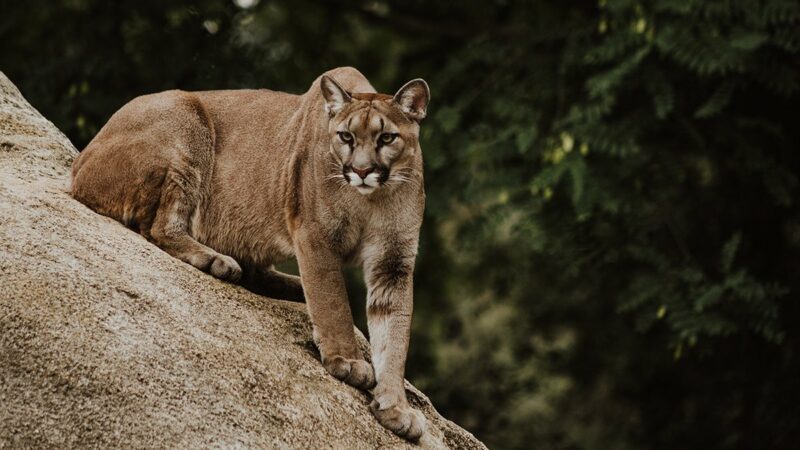 4 Mountain Lion Myths to Stop Believing Right Now