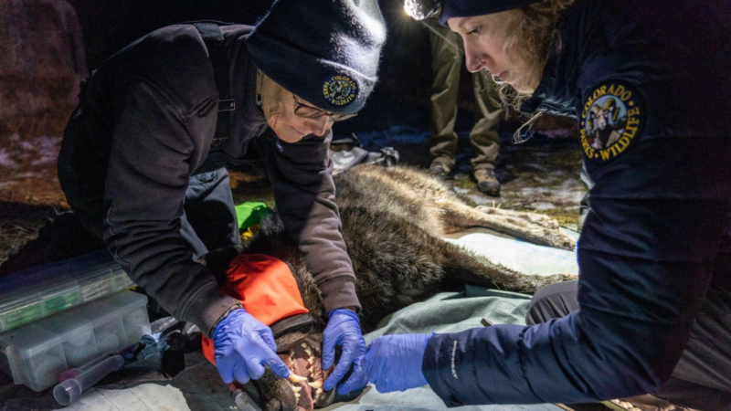 ‘A Tremendous Accomplishment’: Colorado Releases Five Gray Wolves Amid Controversy