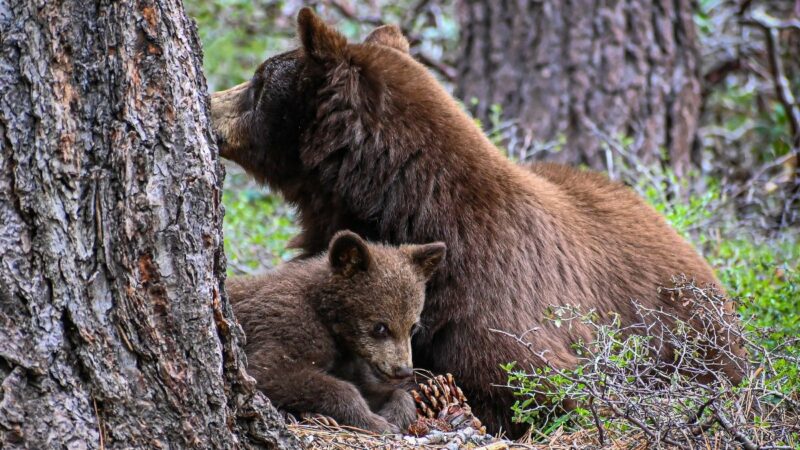 Adorable Bear Cub Rescued in Grand Teton National Park