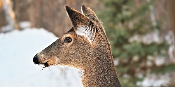 Agencies expect further decline in the number of Minnesota deer farms – Outdoor News