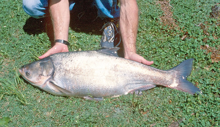 Agencies seek new tools in battle to remove, prevent expansion of Asian carp – Outdoor News