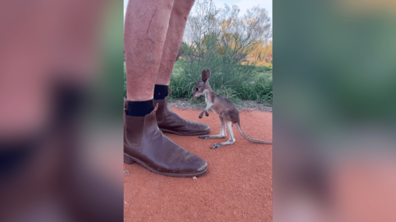 All We Really Want for Christmas is This Adorable Baby Kangaroo