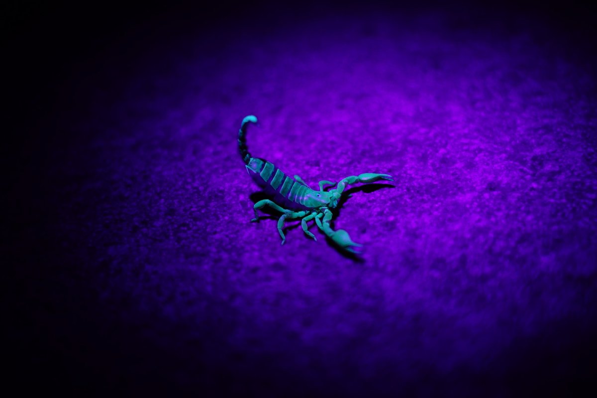 Scorpion Myths