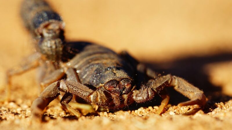 Are Scorpions Deadly? Separating Scorpion Facts from Scorpion Myths