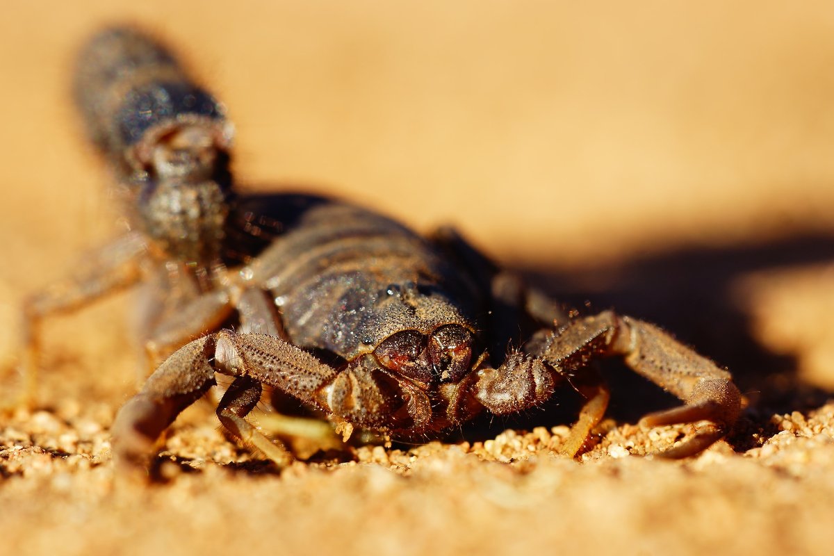 Scorpion Myths
