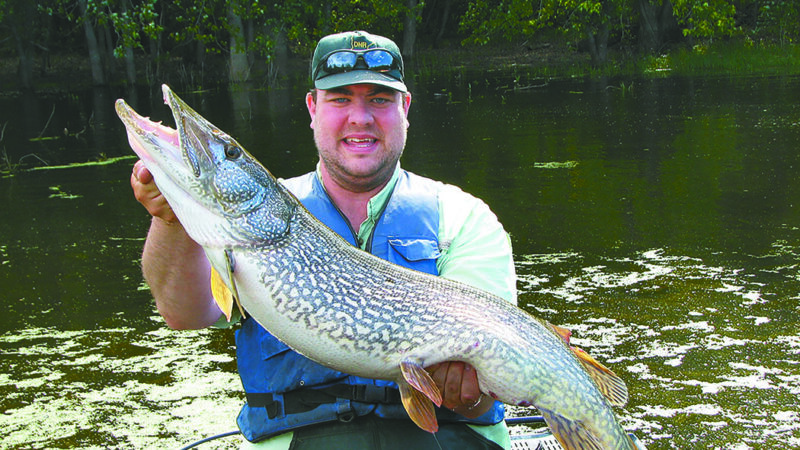 Ask a fisheries biologist: No, pike don’t lose their teeth – Outdoor News