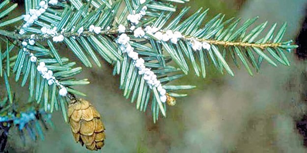 Beetles being used to help battle hemlock woolly adelgid in New York – Outdoor News