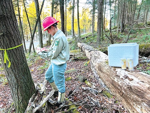 Beetles released to control invasive hemlock woolly adelgids in Pennsylvania’s Allegheny National Forest – Outdoor News
