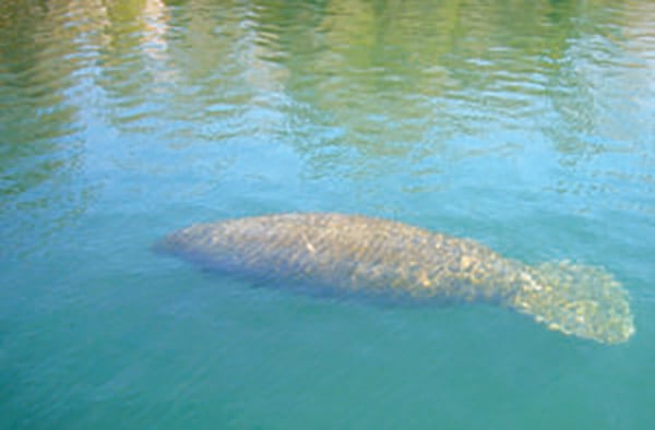 Beyond Minnesota: Manatee winter feeding discontinued as seagrass conditions improve – Outdoor News
