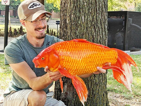 Caught a goldfish in Illinois? It may well be just as invasive as its carp cousin – Outdoor News
