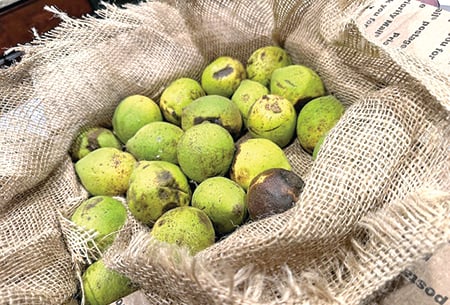 Christine Thomas: The black walnut saga continues – Outdoor News