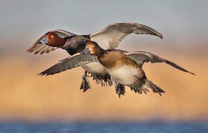 Commentary: Delta Waterfowl initiative aims to work with farmers to keep at-risk wetlands producing ducks in Canada – Outdoor News