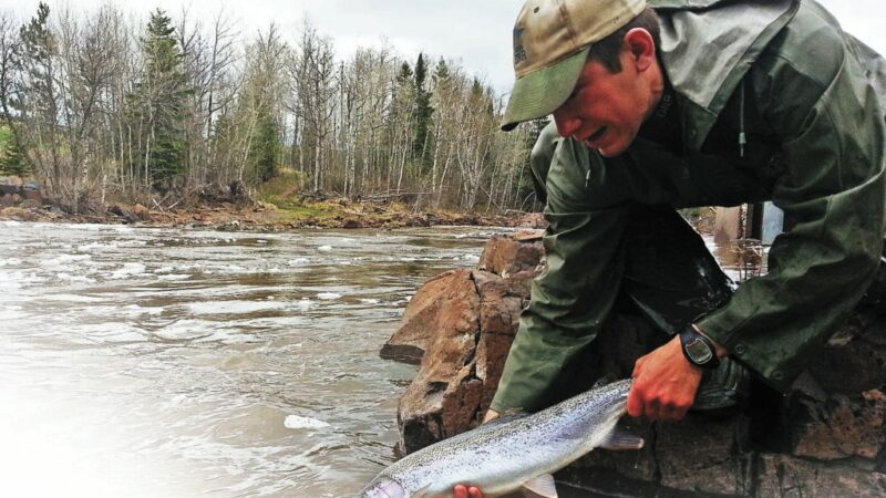 Commentary: It’s tough times for Michigan’s Great Lakes steelhead – Outdoor News