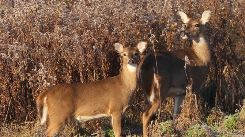 Commentary: Separate public and private-land antlerless “tags” should be part of Pennsylvania deer management – Outdoor News