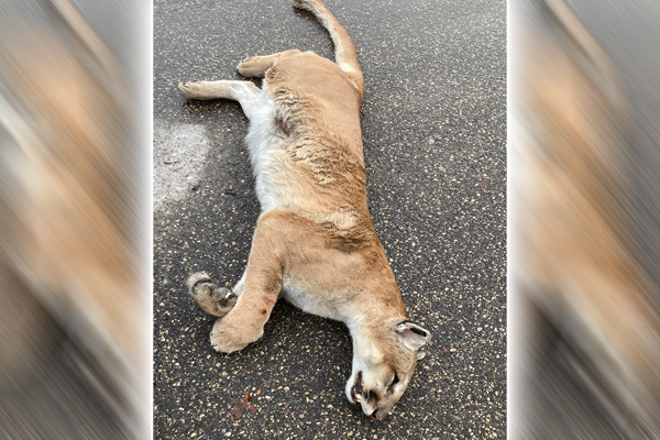 Cougar hit by vehicle, killed on I-394 in Minneapolis – Outdoor News