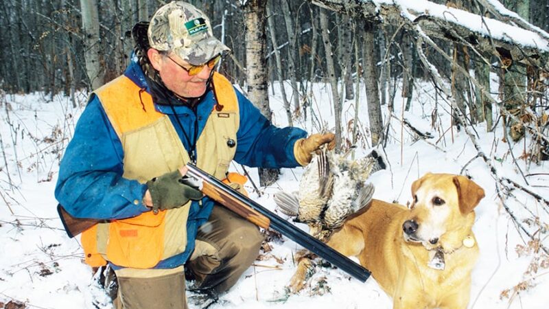 December grouse hunting in Michigan requires a different approach from early season – Outdoor News