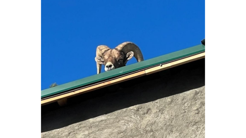 Did Santa Come Early? Nope, It’s a Bighorn Sheep on That Rooftop