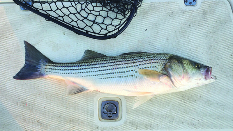 Fishing mortality continues to haunt East’s striped bass – Outdoor News